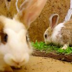 Build Secret Underground House For Dogs And Fish Pool For Rabbit