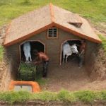 Build the most beautiful underground house for cows _ underground hut for cows
