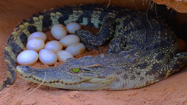Primitive Technology – Steal  crocodile  Eggs in Nest |  Picking eggs to cook in the forest