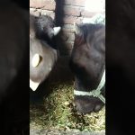 cow videos for kids