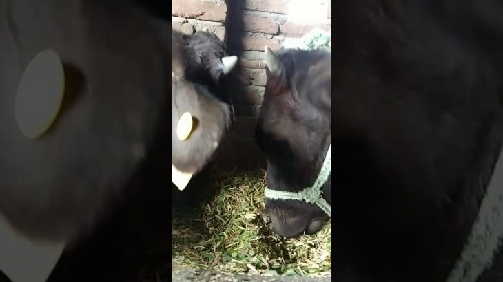 cow videos for kids