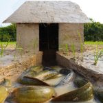 Amazing Video Build Underground House Fish Trap By Mud – Amazing Easy Underground Catfishes Pit Trap