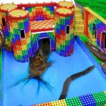 Live ? Build Underground Castle, Swimming Pool For Catfish and Eel From Magnetic Balls