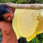 Million Dollars Skill! Brave Millionaire Harvesting Honey Beehive by Hands