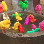 Murgi Baby Chicks Swimming Pool Colors Decolarization Bathing Video