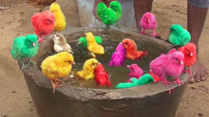 Murgi Baby Chicks Swimming Pool Colors Decolarization Bathing Video