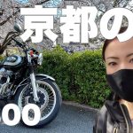 【W800バイク女子】京都のお花見プチツー?桜?インクライン、岡崎疏水、鴨川沿い、松ヶ崎の桜開花状況をお伝えします‼️アラフィフ女ライダーモトブログ?天才バカボン?