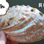 【貝磨き】アワビの貝殻を磨いてみよう【実験】