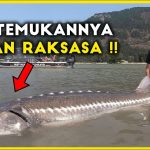 10 Ikan Air Tawar Terbesar di Dunia