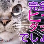 ジャンくんのヒザダッコに磨きがかかってきました！【Jean & Pont 2495】2021/5/24　保護猫ジャンけんポン
