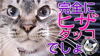 ジャンくんのヒザダッコに磨きがかかってきました！【Jean & Pont 2495】2021/5/24　保護猫ジャンけんポン