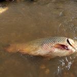 Primitive life with Aboriginal girl’s – Catching fish in flood season on the river