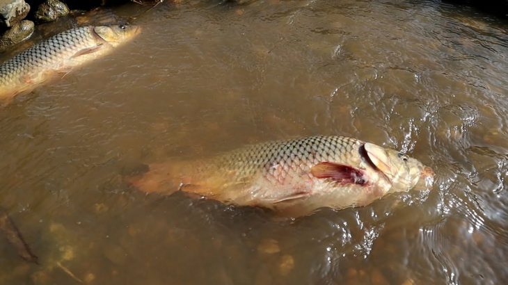 Primitive life with Aboriginal girl’s – Catching fish in flood season on the river