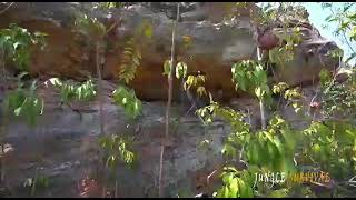 Jungle underground sweeming pull.