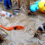 Mencari ikan koi hitam, koi hikari, koi sanke, action figure bts army, ultraman dan anime di sawah