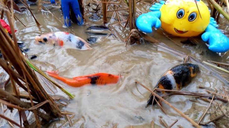 Mencari ikan koi hitam, koi hikari, koi sanke, action figure bts army, ultraman dan anime di sawah