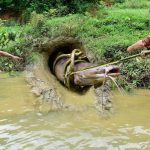 Survival Life  Skills Catch Catfish Interesting, Catch Big Catfish By A Cord Noose In A Deep Hole