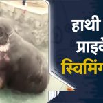Trichy | Elephant के लिए बना प्राइवेट Swimming Pool, हाथी ने लिया तैरने का आनंद | Viral Video