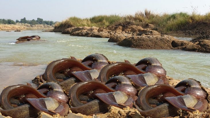 Unique fishing technique. Sting catfish in riverside deep hole. Underground fishing method.