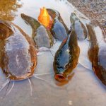 menangkap ikan lele besar ,ikan emas di irigasi ||part62