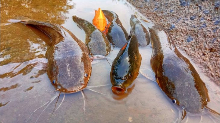 menangkap ikan lele besar ,ikan emas di irigasi ||part62