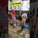 ऐसी मॉडर्न डेरी पहले नहीं देखी होगी | पशुपालन की कमाल मशीने घर बैठे खरीदें ?8307348806 #shorts