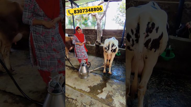 ऐसी मॉडर्न डेरी पहले नहीं देखी होगी | पशुपालन की कमाल मशीने घर बैठे खरीदें ?8307348806 #shorts