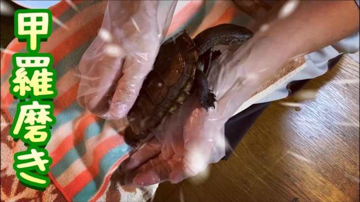 甲羅磨きのお手伝いをするとこうなります。 クサガメベビーつくの成長記144 亀 クサガメ かわいい Reeves turtle shell scratch.