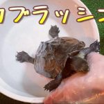 甲羅磨き 脱力ブラッシング クサガメベビーつくの成長記145 クサガメ 亀 かわいい Reeves turtle shell brushing.