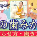 犬の歯みがきの慣らせ方と磨き方！嫌がる子を嫌がらないように慣らしましょう！【№150】