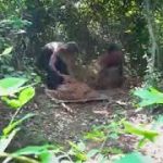 Build Tunnel Swimming Pool Water Slide To Temple Underground Swimming Pool