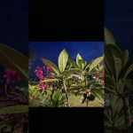 Rama Enclave Best Ploting in Jaipur, Property in Jaipur