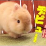 【イケメン】うさんぽデビューをきっかけに、自分磨きを始めるうさぎさん