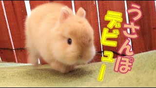 【イケメン】うさんぽデビューをきっかけに、自分磨きを始めるうさぎさん