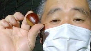一般人の栗磨きライブ
