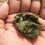 ఈ ఓక్కటి మీకు దొరికితే మీకు కంటికి నచ్చినవారు మీకు వశం అవుతారు |ఇదే నిజమైన వశికరణం