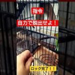 コザクラインコ　指令　自力で脱出せよ！　磨き抜かれたプロの技！！　そりゃ帰ったらケージに居ないはずだわー(笑)