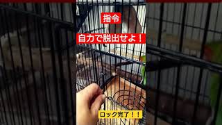 コザクラインコ　指令　自力で脱出せよ！　磨き抜かれたプロの技！！　そりゃ帰ったらケージに居ないはずだわー(笑)