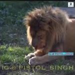 Person Doing Exercise | Exclusive Yograj #shorts #youtubeshorts #Lion #tiger