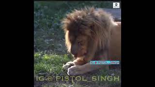 Person Doing Exercise | Exclusive Yograj #shorts #youtubeshorts #Lion #tiger
