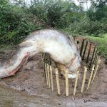 Primitive Survival: Fins Catch Fish In Circle Trap – Find Catch fish Underground