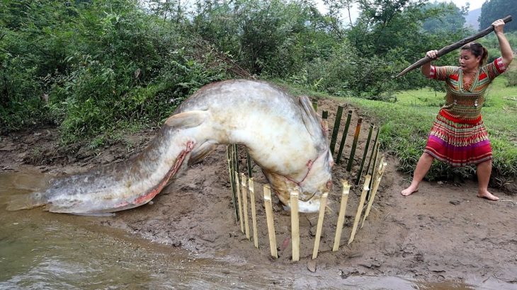 Primitive Survival: Fins Catch Fish In Circle Trap – Find Catch fish Underground