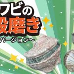 【驚くべき変化!!!!】あわびの貝殻磨き～フルバージョン～