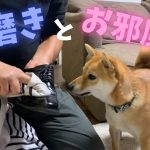 豆柴大吉＃２０４『父ちゃんの靴磨きをお邪魔する豆柴がやっぱり可愛い♪笑www』