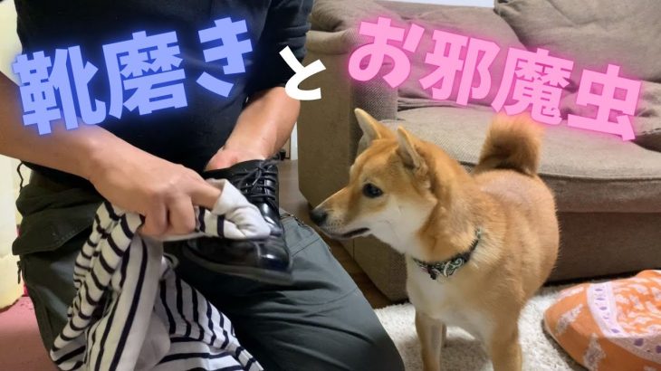 豆柴大吉＃２０４『父ちゃんの靴磨きをお邪魔する豆柴がやっぱり可愛い♪笑www』