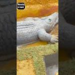 Build swimming pool water slide crocodile ? around secret underground house (part-11)#shorts