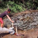 Fishing Exciting : Harvest Hundreds Of Kilograms Of Fish With Large Capacity Pump 500cc