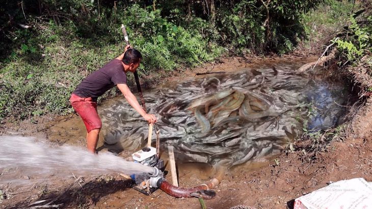 Fishing Exciting : Harvest Hundreds Of Kilograms Of Fish With Large Capacity Pump 500cc