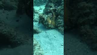Octopus Eats Deadly Stonefish #shorts