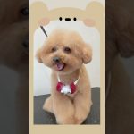 クマさんに磨きをかけた可愛いプードルちゃん? #shorts